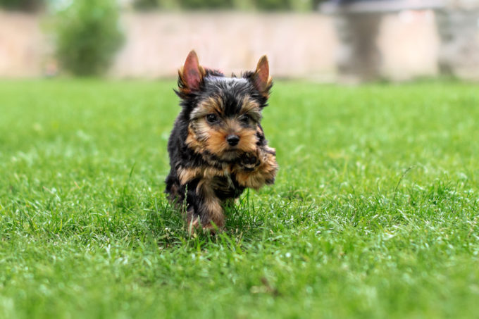 ヨークシャテリアランキング