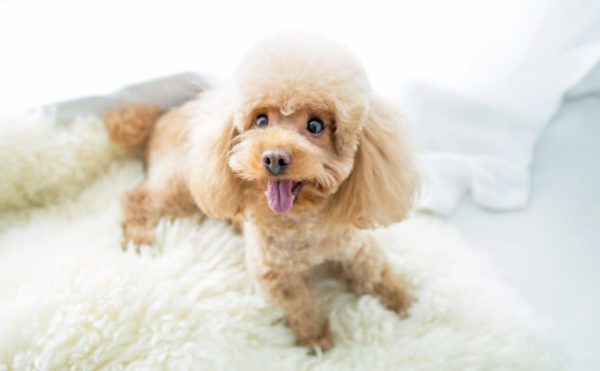 トイプードル３